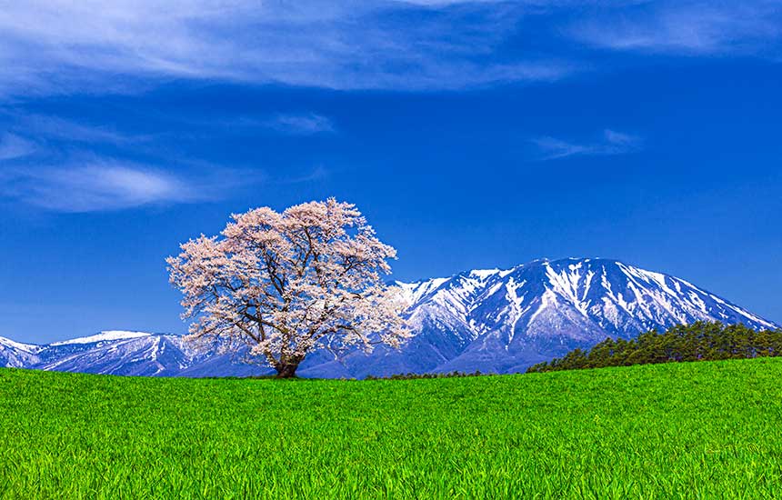 小岩井農場