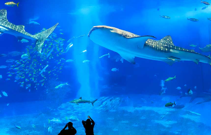沖縄美ら海水族館