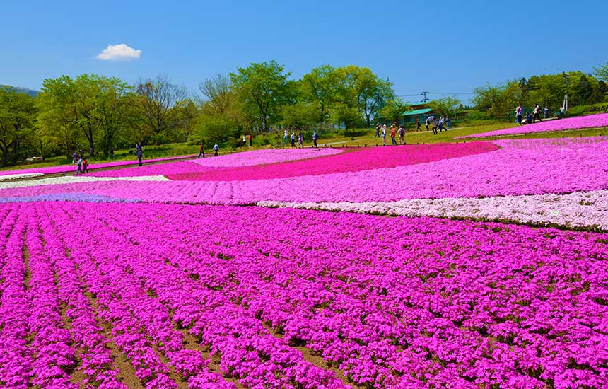 羊山公園