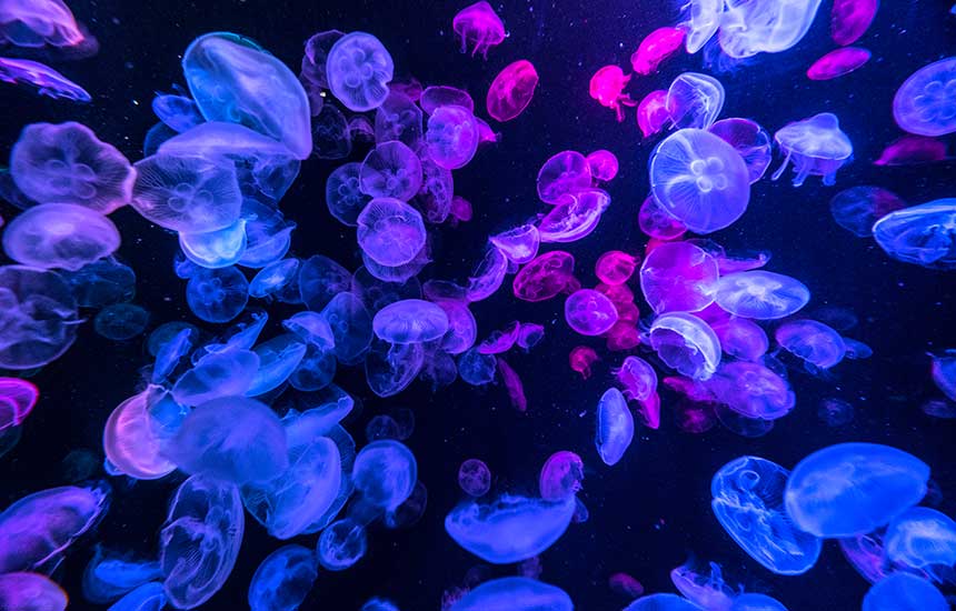鶴岡市立加茂水族館